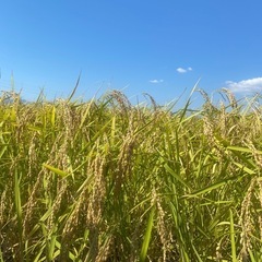 ①①🌾令和6年産✨新米✨コシヒカリ玄米30kg🌾農家直送🌾