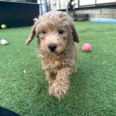 【飼い主様決まりました】甘えん坊さんなトイプードルの男の子☀️
