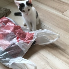 家の中で飼って頂ける方探しています