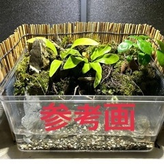 苔テラリウム 