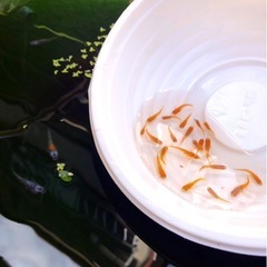 楊貴妃💐メダカ若魚１２.匹 +⒉🟩グリーンウォーター安定飼育水.可.の画像