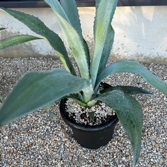 植物、アガベ、リュウゼツラン