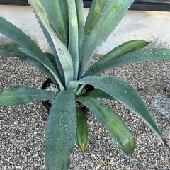 植物、アガベ、リュウゼツラン