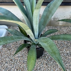 植物、アガベ、リュウゼツラン