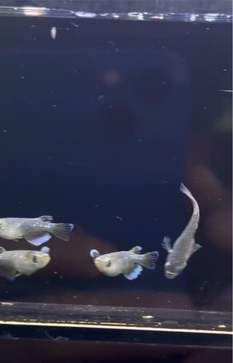 残り1セット　最新品種　オランジェ　若魚個体　トリオ販売