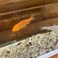 100均　訳あり　錦鯉　稚魚の画像