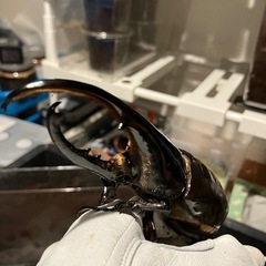 【今年ラスト出品】ヘラクレスオオカブト♂1匹