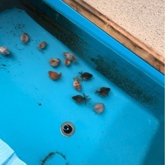 金魚　ピンポンパール　らんちゅう 
の画像