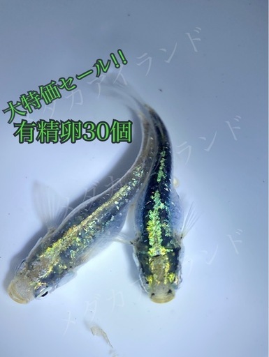 【極上】緑光鋼 卵 30個＋α保証分 めだか メダカ キラキラ 最高級 ラメ ヒレ長 光 極美 レア 希少 有精卵 体外光 緑 ボブ 墨武 黒衣 鋼