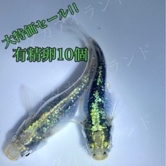 【極上】緑光鋼 卵 10個＋α保証分 めだか メダカ キラキラ ...