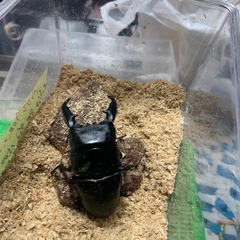 
パラワンオオヒラタペア 
