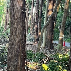 山林の杉木