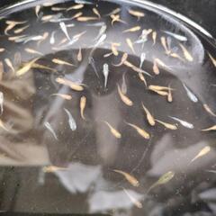 2024   07　🐟メダカ無料にて差し上げます🐟　　説明文は最後まで読んてくださいの画像