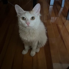 猫さん　ターキッシュバン　