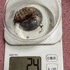 （取引中）国産カブトムシの幼虫（2024年6月生まれ）の画像