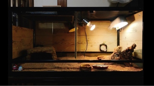 【商談中】フトアゴヒゲトカゲ90cmケージ一式セット