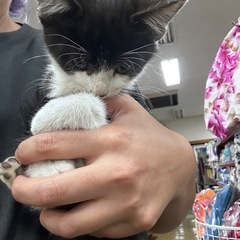 白黒子猫くん
