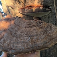 さるのこしかけの画像