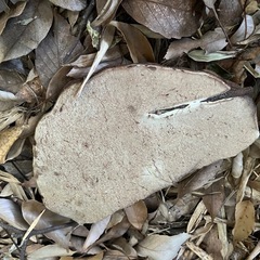 さるのこしかけの画像