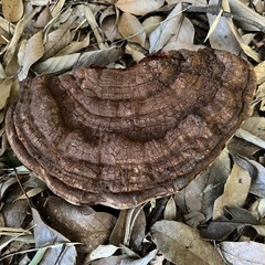 さるのこしかけの画像