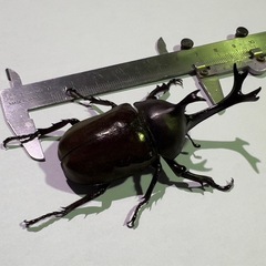 天然カブトムシ（オスのみ ）