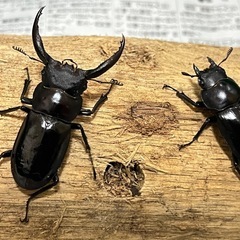 フォルスターフタマタクワガタ　キヨタミ亜種　ペア①