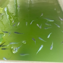 【完売御礼】たくさん育てて③🐟ミックスメダカ・20匹