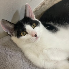 超絶甘えん坊ハチワレ王子4ヶ月