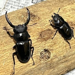 フォルスターフタマタクワガタ　キヨタミ亜種　ペア②