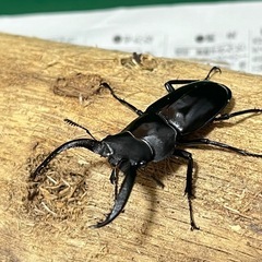 フォルスターフタマタクワガタ　キヨタミ亜種　ペア②の画像