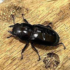 フォルスターフタマタクワガタ　キヨタミ亜種　ペア②の画像