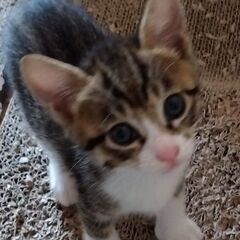 かわいい兄弟 − 熊本県
