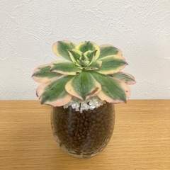 サンバースト　アエオニウム　観葉植物　多肉植物　ハイドロカルチャー