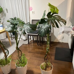 観葉植物 　大型モンステラ  