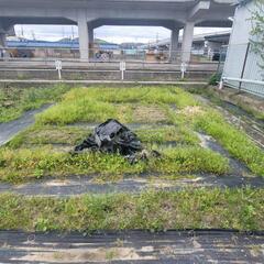 畑の雑草抜き手伝ってくれませんか？