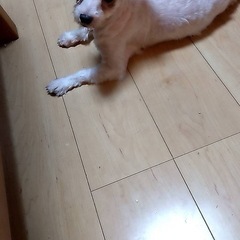 4歳マルチーズの女の子