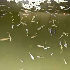 大好評　メダカミックス　30匹＋α   お譲りします！の画像