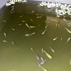 大好評　メダカミックス　30匹＋α   お譲りします！の画像