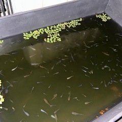 大好評　メダカミックス　30匹＋α   お譲りします！の画像