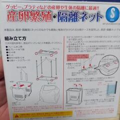 水槽、グッピー、プラティなど産卵の画像