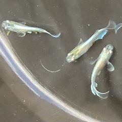 エメキン　改良メダカ　若魚5匹の画像