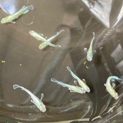 エメキン　改良メダカ　若魚5匹の画像