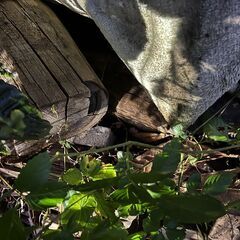 無料！薪ストーブなんかに如何ですか！木材、廃材、古材、材木、丸太　差し上げます！引取り限定！②の画像