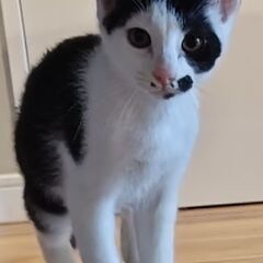 🐱生後3ヶ月の白黒の男の子🐱