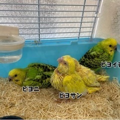 里親募集・セキセイインコ雛