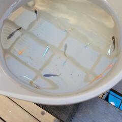 メダカ　めだか　オレンジ、黒、ラメ、体外光・その他　ミックス合計10匹の画像