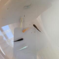 メダカ　めだか　オレンジ、黒、ラメ、体外光・その他　ミックス合計10匹の画像