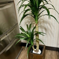 プレミアム光触媒フェイクグリーン 「ドラセナ・ドラコ 2本立 高...