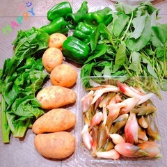 獲りたて　野菜セット