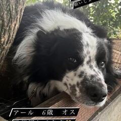 ボーダーコリー